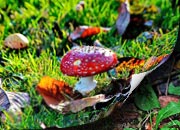 Bilder Pilze
