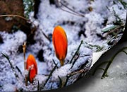 Blumen