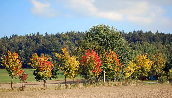 Ahorn im Herbst mit buntem Laub, ein Farbkasten der Natur. Fotografie von Lothar Seifert