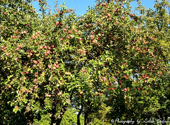 Apfelbaum voller schmackhafter roter Äpfel. Fotografie von Lothar Seifert