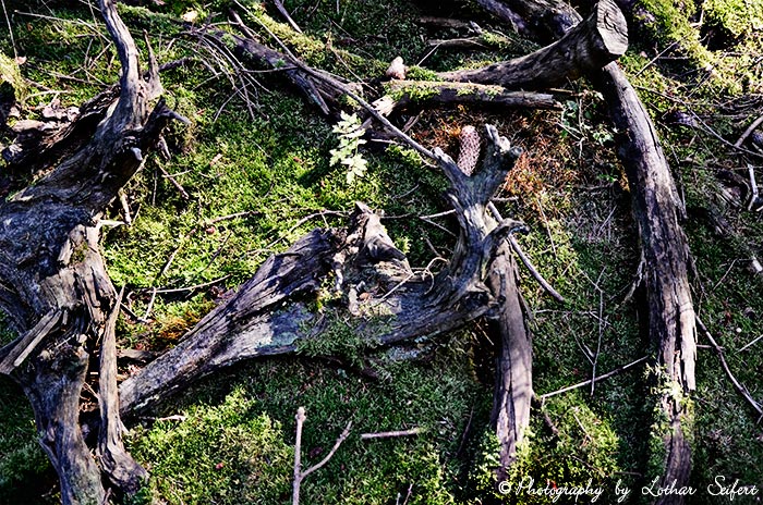 Baumwurzel als bizarres Kunstobjekt im Wald. Fotografie von Lothar Seifert