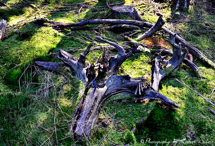 Baumwurzeln im Moos. Holz wird langsam meist durch Pilze zersetzt. Fotografie von Lothar Seifert