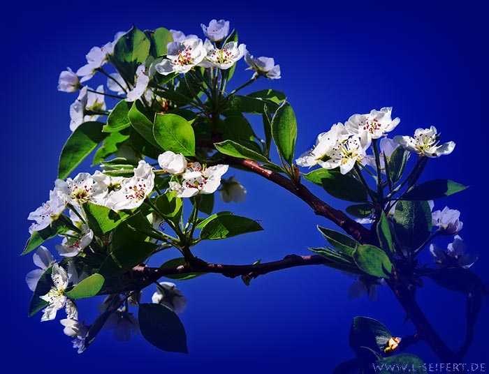 Birnbaum in voller Blüte. Birnen sind sehr schmackhaft. Es sind viele Birnensorten erhältlich. Fotografie von Lothar Seifert