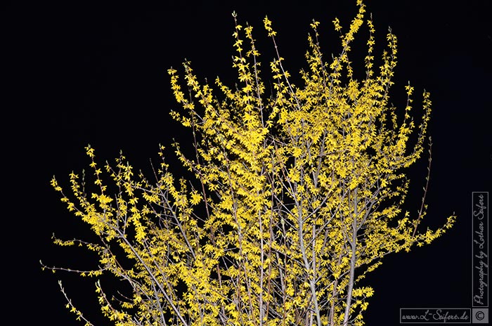 Blühende Forsythie im März vor dem Nachthimmel. Fotografie von Lothar Seifert