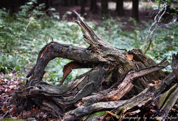 Entwurzelte Baumwurzel, Nahrung für Pilze, Moose und Insekten. Fotografie von Lothar Seifert