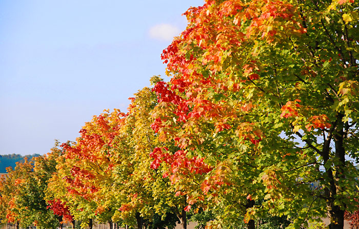 Herbstlaub leuchtet farbenprächtig in der Mittagssonne. Fotografie von Lothar Seifert
