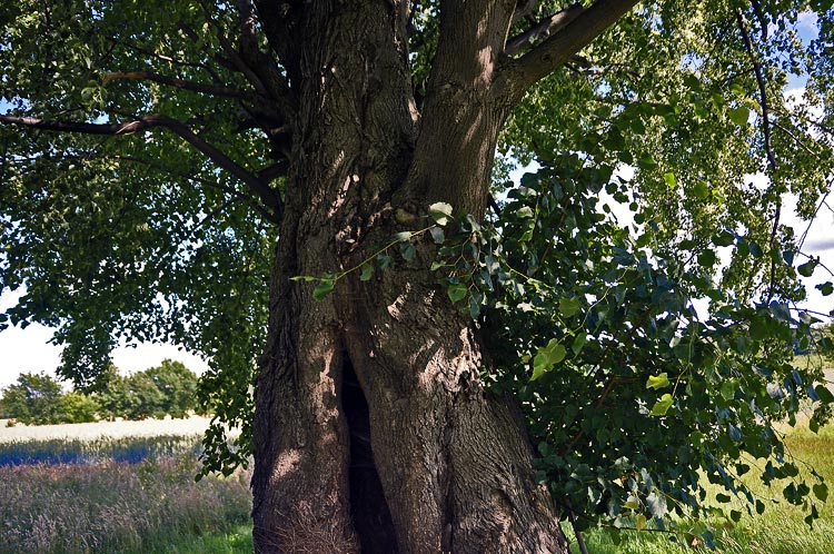 Ein alter Lindenbaum, der schon viel gesehen hat. Fotografie von Lothar Seifert