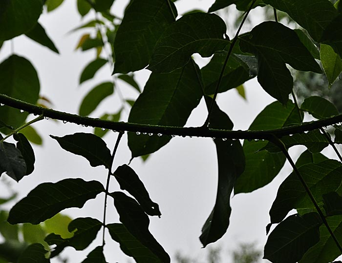 Nussbaum im Regen mit Wassertropfen auf den Blättern. Fotografie von Lothar Seifert