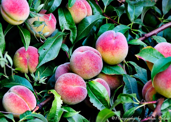 Pfirsichbaum voller Pfirsiche. Der süße Pfirsich ist gut für Pfirsichmarmelade. Fotografie von Lothar Seifert