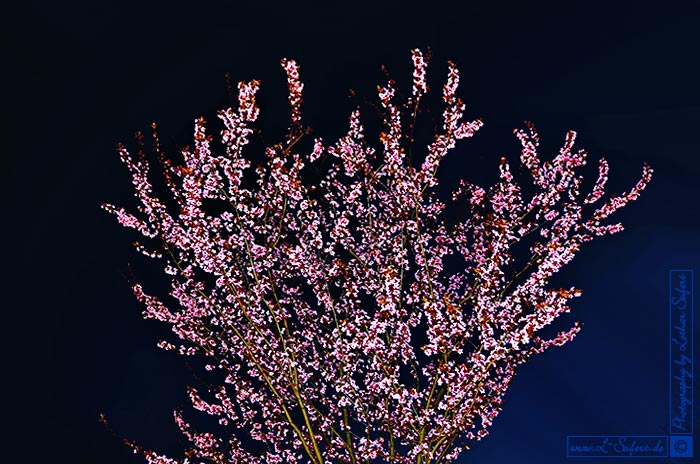 Rosa Blüten eines Baumes nach dem Sonnenutergang. Fotografie von Lothar Seifert