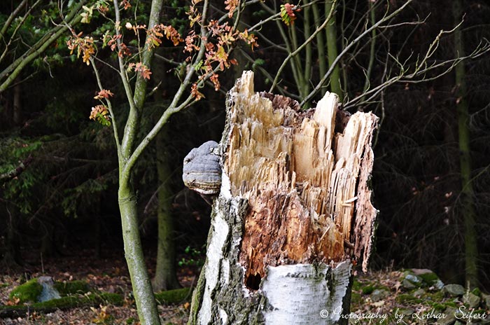 Totholz mit einem Baumpilz, der kranke Bäume befällt (Birke). Fotografie von Lothar Seifert