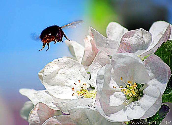 Apfelblüte mit einer Wildbiene im Anflug. Fotografie von Lothar Seifert