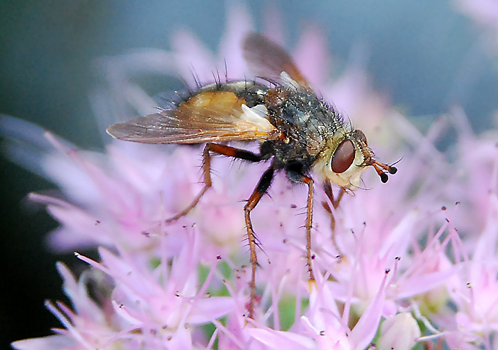 Fette Henne mit einer Fliege auf der Blüte. Fotografie von Lothar Seifert