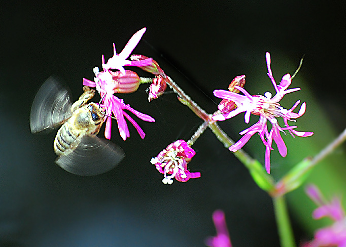 Lichtnelken und Honigbiene. Fotografie von Lothar Seifert