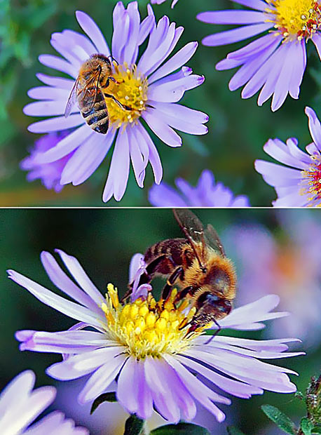 Martinsblümchen mit Bienen. Fotografie von Lothar Seifert