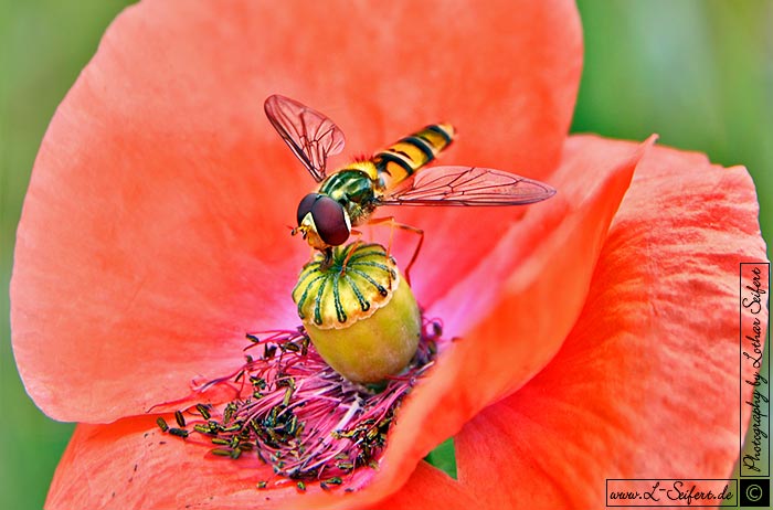 Mohnkapsel und Schwebfliegen, die sich von Blütenpollen und Nektar ernähen. Fotografie von Lothar Seifert