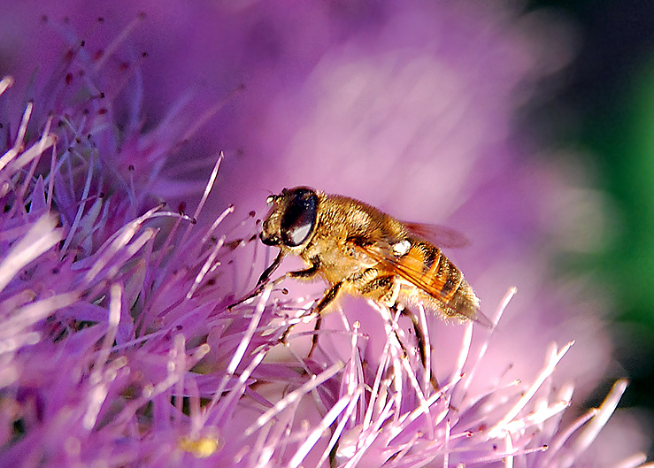Sedum mit einer Fliege, die Nektar nascht. Fotografie von Lothar Seifert