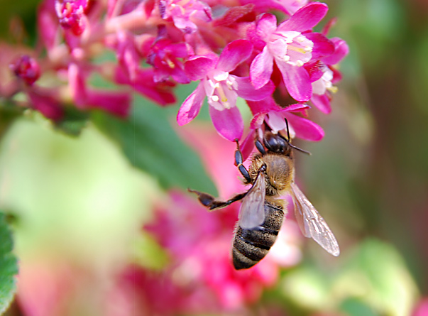 Zierjohannisbeere mit einer Biene. Fotografie von Lothar Seifert