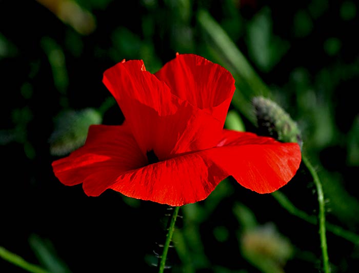 Poppy flower. Red bloom. Fotografie von Lothar Seifert
