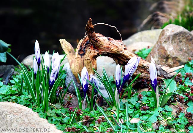 Bilder Frühlingsblumen, der Frühling bringt eine bunte Blumenpracht zum Vorschein. Fotografie von Lothar Seifert