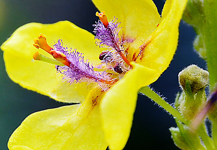 Königskerzen. Eine Blüte der Königskerze, Verbascum, besitzt als Tee viel Heilkraft. Fotografie von Lothar Seifert
