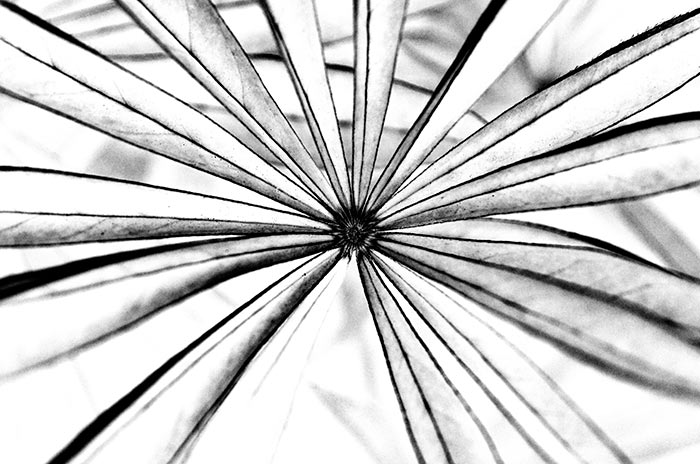 Lupine, ein gefiedertes Blatt, Umrisse. Fotografie von Lothar Seifert