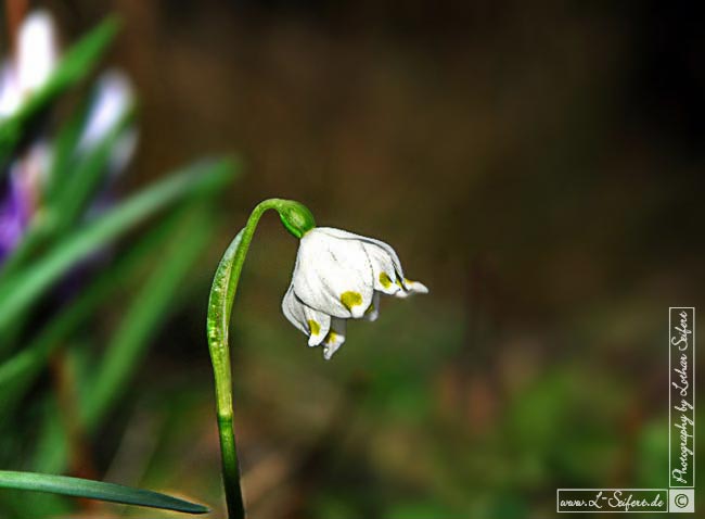 Der Märzenbecher ist die Frühlings-Knotenblume, auch großes Schneeglöckchen genannt. Märzenbecher gehören zu den Amaryllisgewächsen. Fotografie von Lothar Seifert