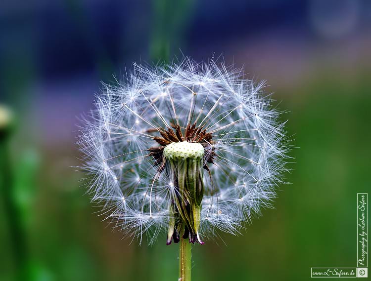 Pusteblume. Die Fallschirme sind der Samen vom Löwenzahn. Fotografie von Lothar Seifert