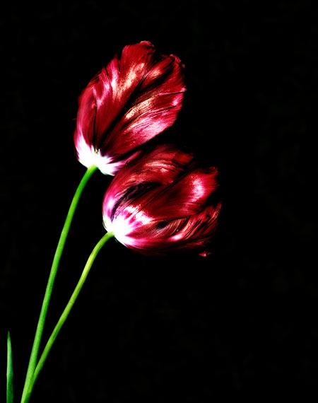 Rote Tulpe vor einem schwarzen Hintergrund, freigestellt. Fotografie von Lothar Seifert