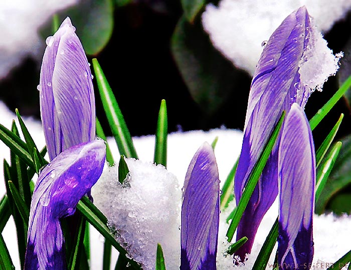 Schnee im Frühling bedeckt die Blütenpracht der Krokusse, was den Pflanzen aber nicht schadet. Fotografie von Lothar Seifert
