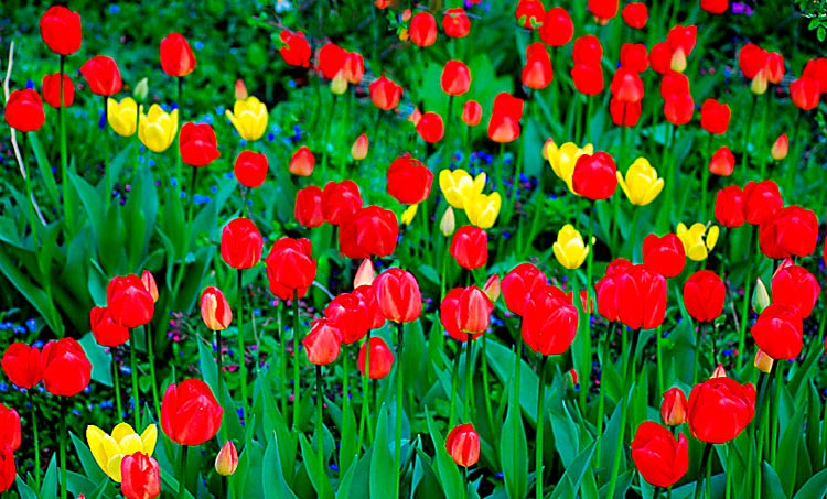 Bild Grußkarte Tulpen