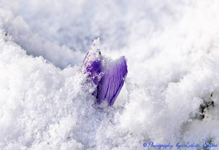 Bild Grukarte Krokus Schnee