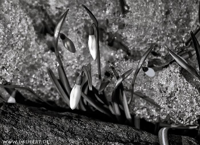 Schneeglöckchen in SW. Frühlingsblumen in Schwarz Weiß Fotografie. Fotografie von Lothar Seifert