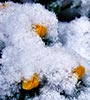 Winter Blüten