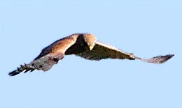 Der Falke ist er ein Greifvogel, der Feldgehölze und Waldränder benötigt. Fotografie von Lothar Seifert