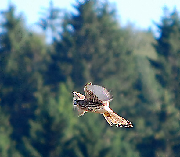Ein Falke bei der Jagd auf einem Feld. Fotografie von Lothar Seifert
