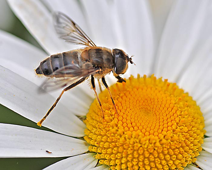 Fliege auf einer Blüte. Fotografie von Lothar Seifert