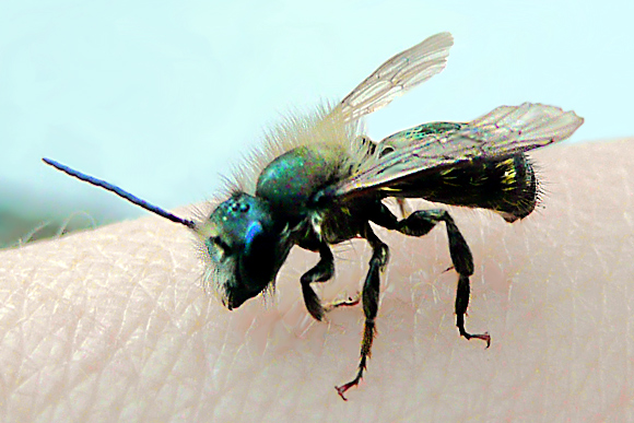 Auf der Haut, eine Wildbiene auf meiner Hand ( männliche Mauerbiene Osmia bicornis). Fotografie von Lothar Seifert