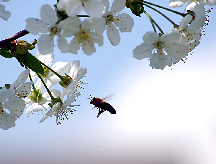 Bild Grußkarte Honigbiene