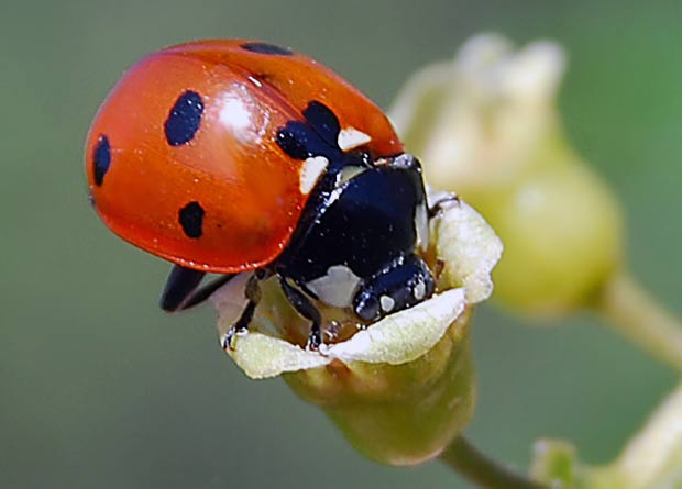 Marienkäfer, der wohl beliebteste Vertreter unter den Insekten. Fotografie von Lothar Seifert