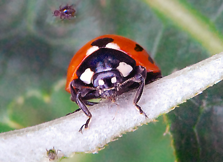 Marienkäfer fressen besonders Blattläuse gern. Fotografie von Lothar Seifert