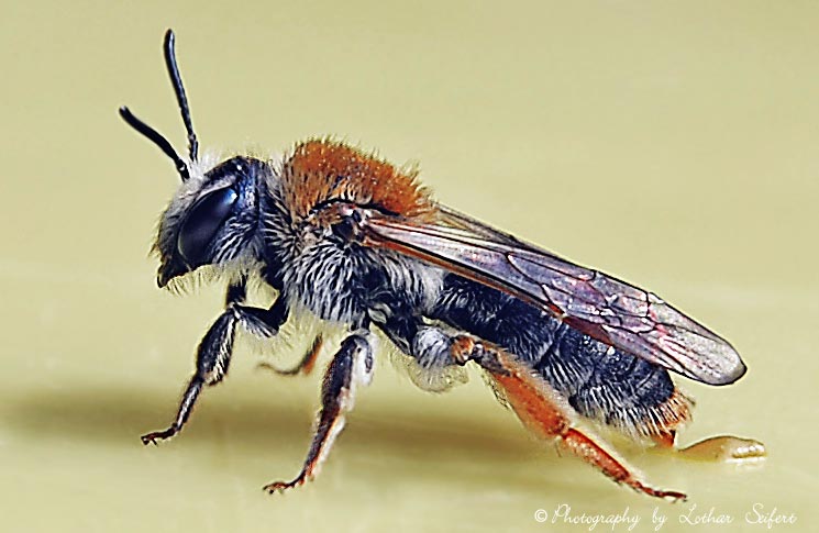 Sandbiene Andrena haemorrhoa (Weibchen). Die Andrena sind eine Gattung der Bienen (Apidae) Fotografie von Lothar Seifert