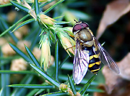 Schwebfliegen ähneln auf den ersten Blick den Wespen. Sie können nicht stechen. Fotografie von Lothar Seifert