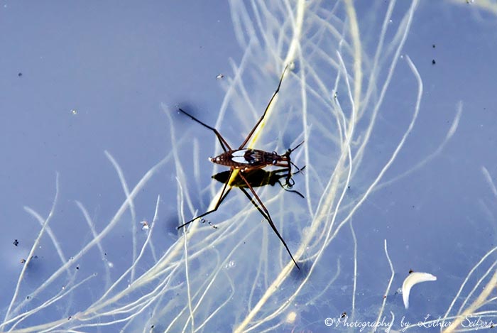 Wasserläufer können auf dem Wasser laufen und fressen andere Insekten. Fotografie von Lothar Seifert