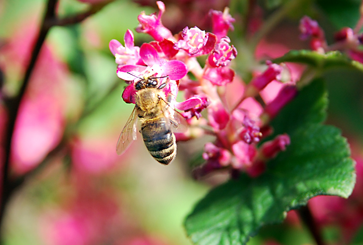 Zierjohannisbeeren, hier mit einer Arbeiterin der Honigbienen. Fotografie von Lothar Seifert
