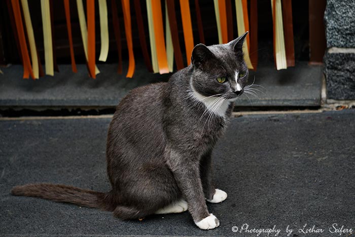 Britsch Kurzhaar Katzen sind sanft mit plüschigem Fell. Fotografie von Lothar Seifert
