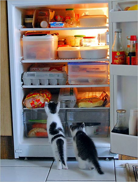 Kühlschrank, wer den wohl offen gelassen hat? Fotografie von Lothar Seifert