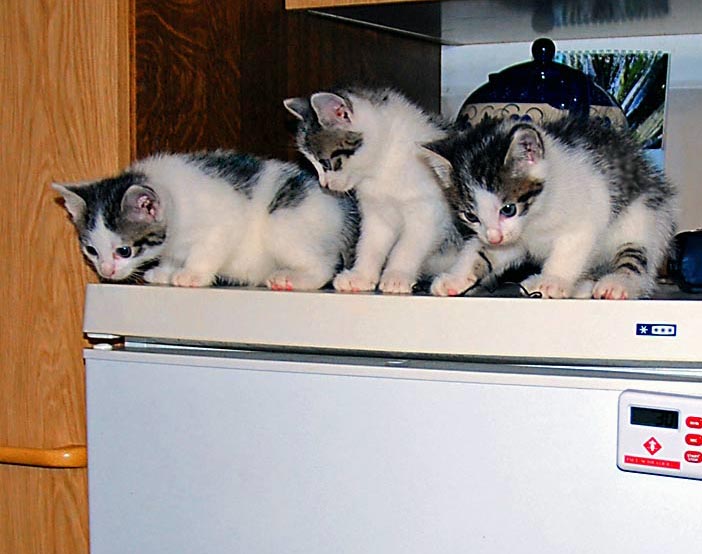 Auf dem Kühlschrank. Wir 3 lieben Kätzchen haben noch nie etwas angestellt. Fotografie von Lothar Seifert