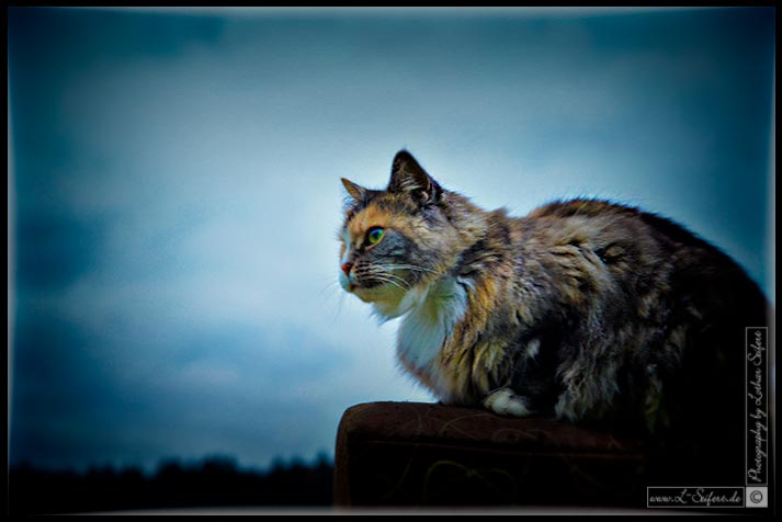Maine-Coon-Katze, eine Rassekatze aus dem US-Bundesstaat Maine. Fotografie von Lothar Seifert