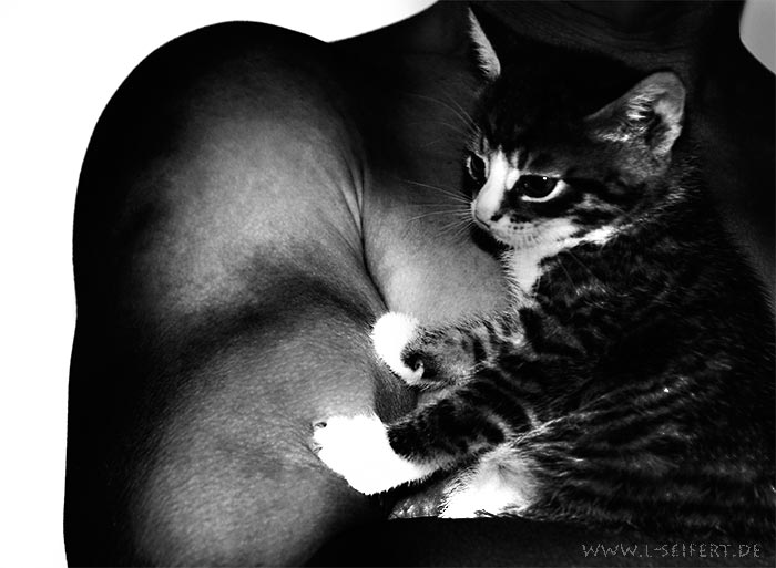 Ein Mann hält ein kleines Kätzchen im Arm. Fotografie von Lothar Seifert